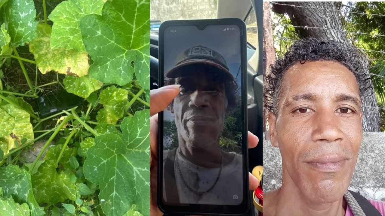 Cap Malheureux: an alleged giraumon thief betrayed by his photo on his phone