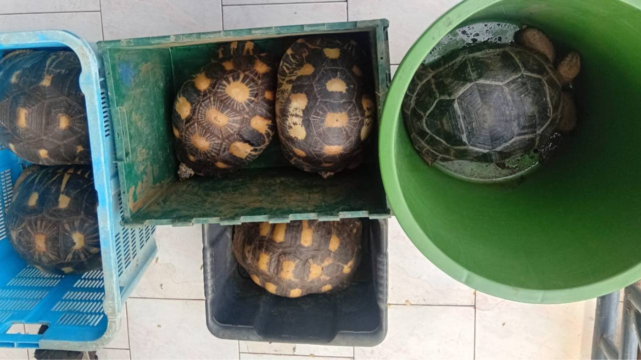 Gros-Cailloux: six turtles worth Rs 320,000 stolen