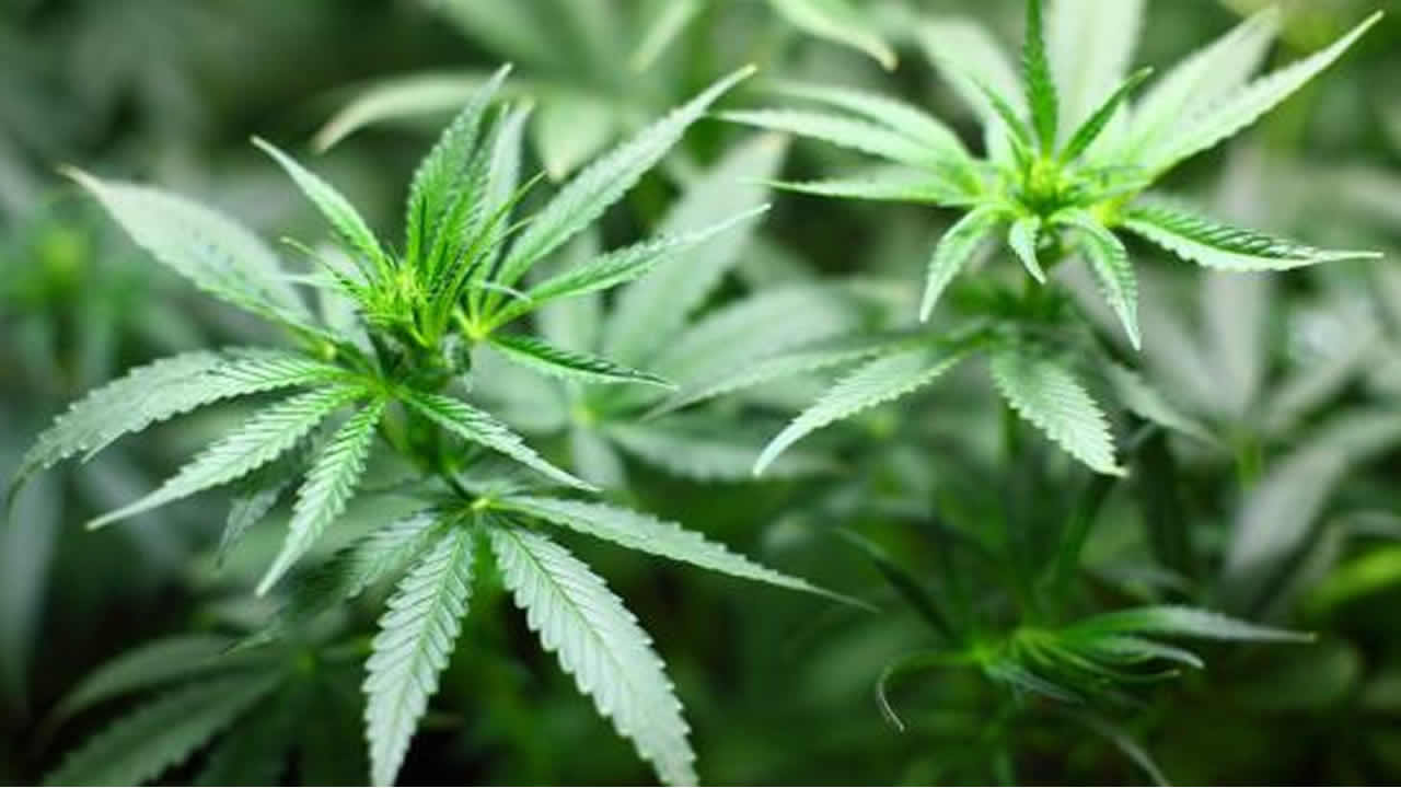 La Flora: cannabis plants worth Rs 1.83 million uprooted