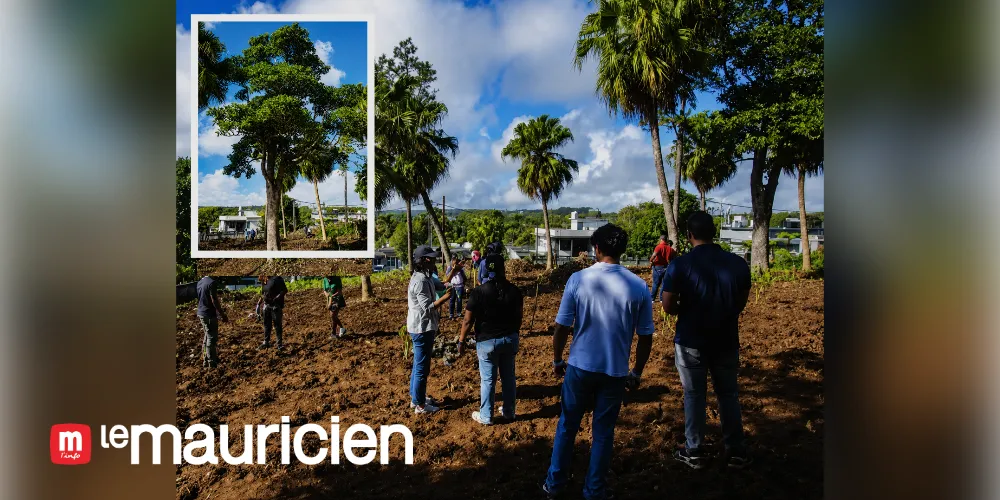 CUREPIPE | At the foot of Trou-aux-Cerfs: Discovery of a century-old Grand Mat