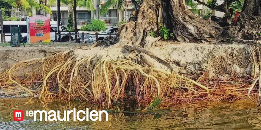 A MYTHICAL THREATENED BEACH: Tamarin is visibly becoming sandless