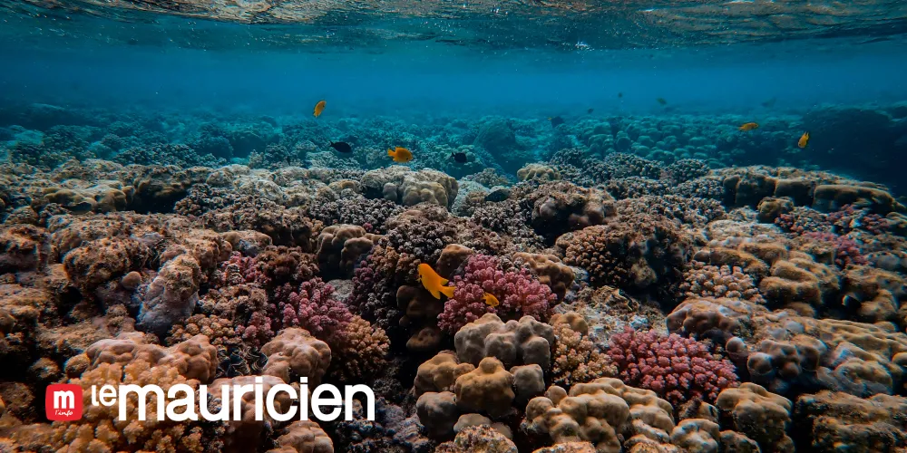 Protection of coral reefs: Assisted evolution to “accelerate adaptation” in the face of overheating oceans