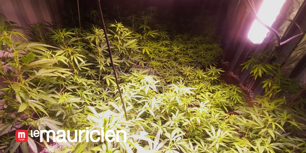 Pointe-aux-Sables: an artisanal cannabis greenhouse discovered, a suspect arrested
