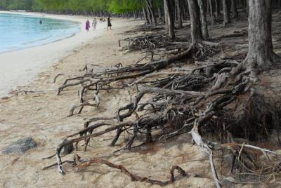 ENVIRONMENT: Rs 4 billion against coastal erosion and for climate resilience