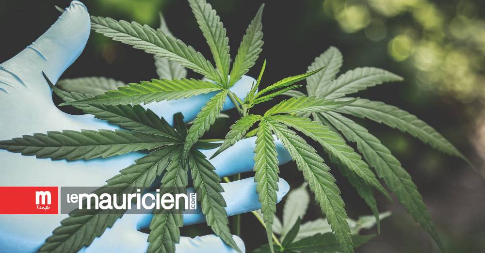 Fight against drugs and legalization of cannabis — June 27: the pressure test...