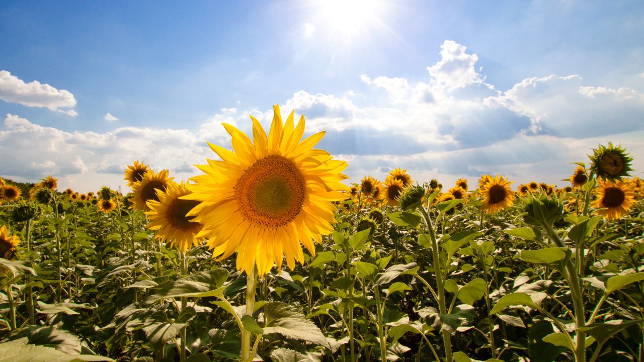 Weather: mostly sunny, but showers expected in the afternoon