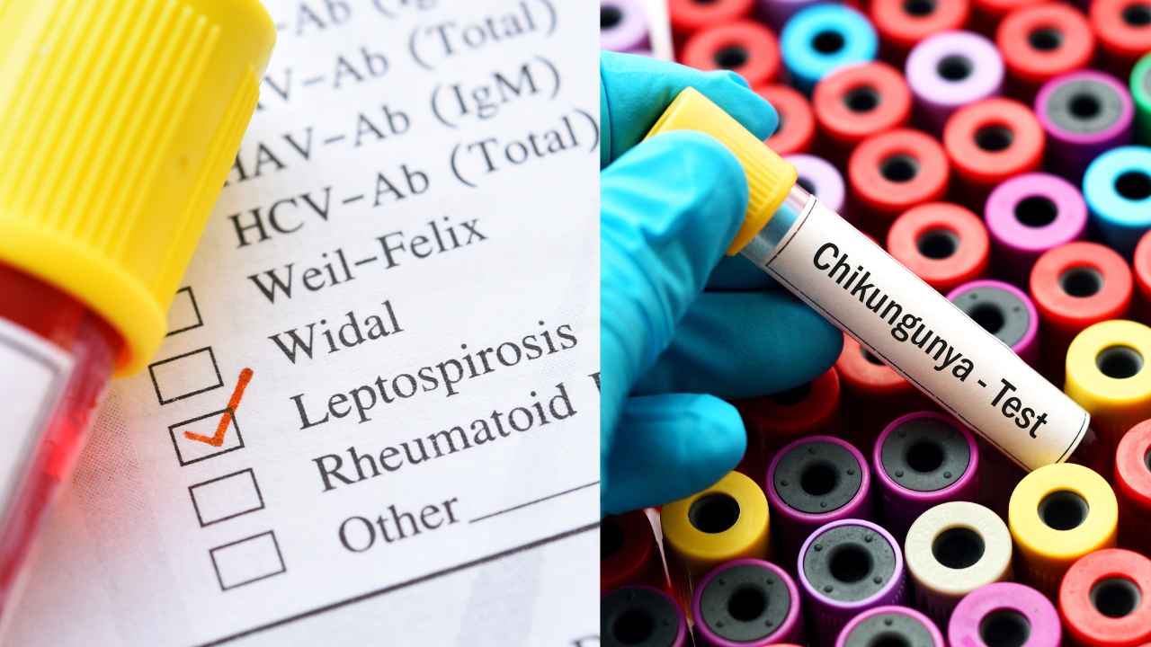 Health: more than 200 cases of chikungunya, two new cases of leptospirosis