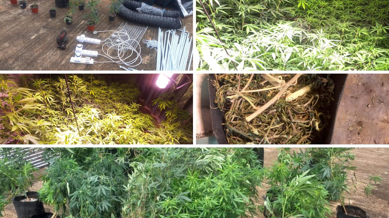 Cannabis cultivation in Pointe-aux-Sables: a “contractor” arrested